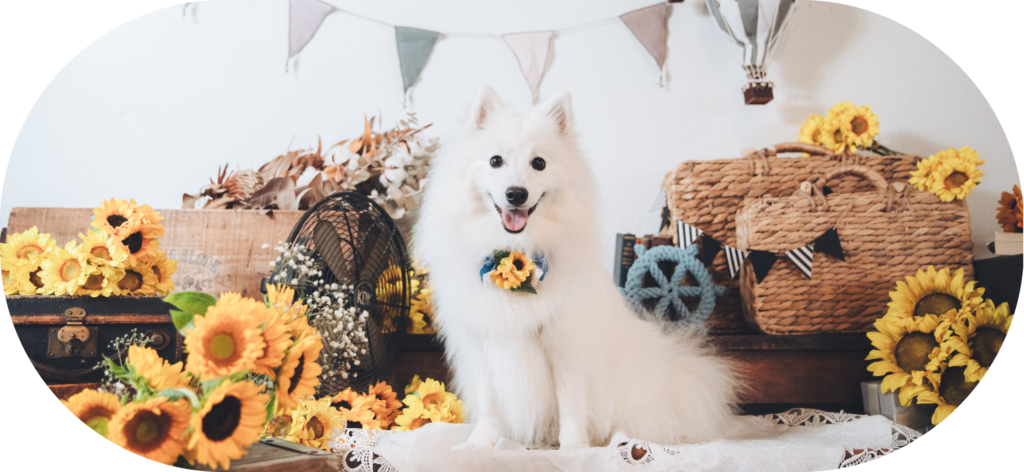 ふぁみりわんのメインビジュアル