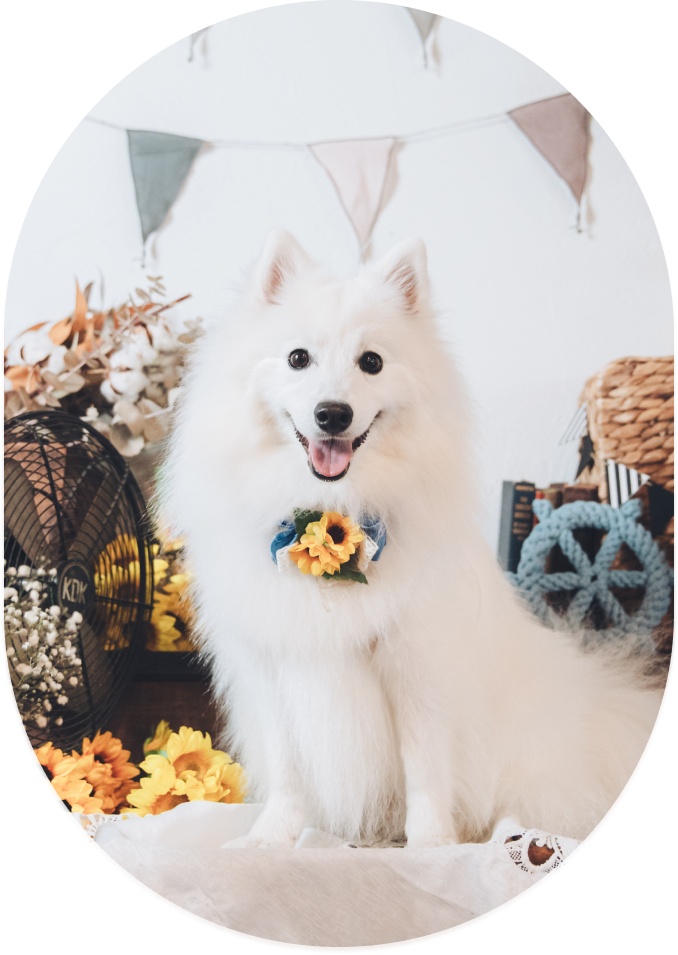 ふぁみりわんメインビジュアル